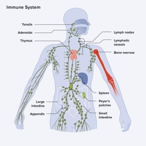 Immune system